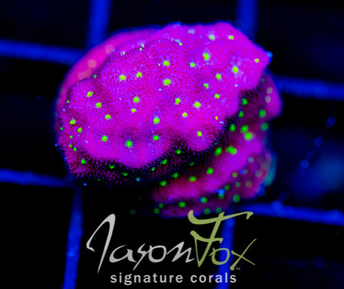 JF TIME WARP PSAMMOCORA