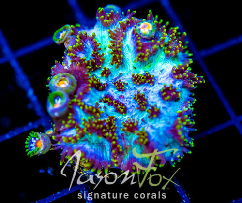 JF MAGIC CARPET HYDNO COMBO