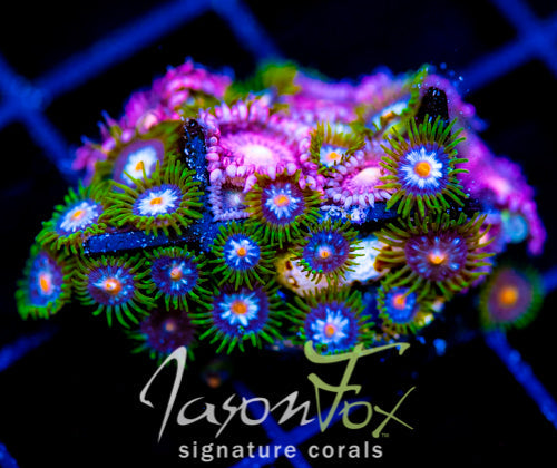 JF STARGAZERS ZOAS COMBO