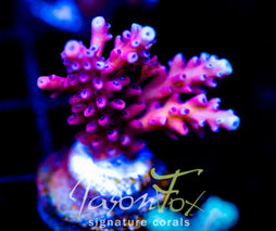 RRC PINK CADILLAC ACRO