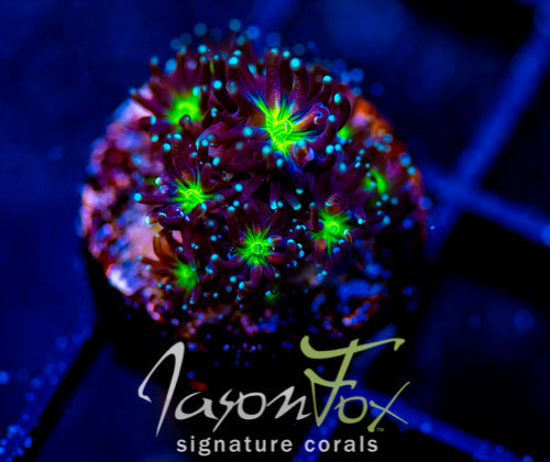 JF ALIEN EYE GALAXIA