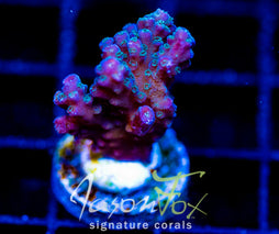 JF BLUE MONSTER MILLI