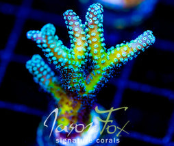 JF ENCHANTED FOREST BN