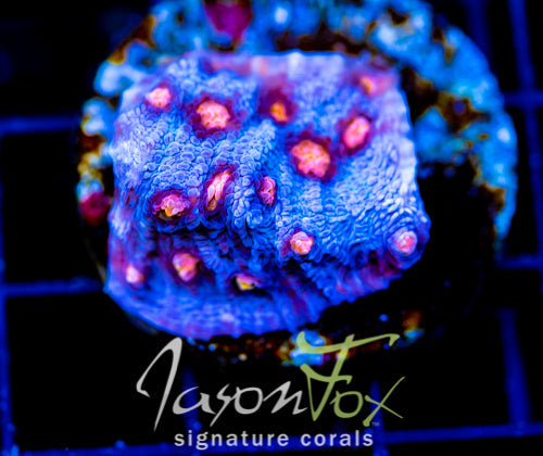 JF HELLS EYE CHALICE