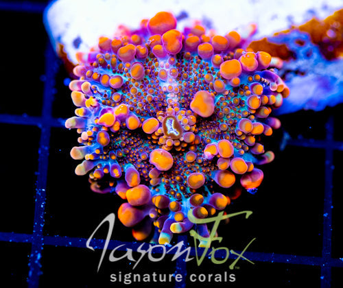 JF LAVA DOME MUSHROOM