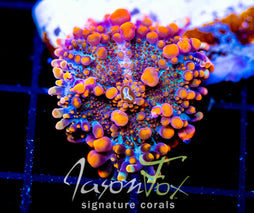 JF LAVA DOME MUSHROOM