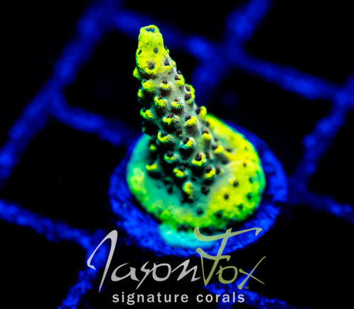 JF YELLOW BRICK ROAD ACRO