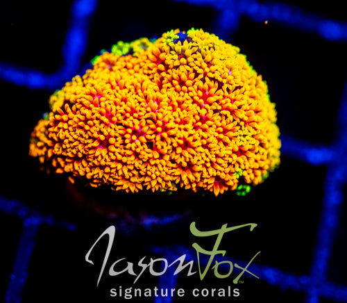 TSA LAFFY TAFFY GONI