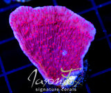 RRC RED ROSES MONTI CAP