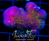 JF BLUEBERRY FIELDS STYLO