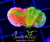 WWC GRAFTED MONTI CAP