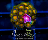 JF SUNFLOWER ZOAS COMBO