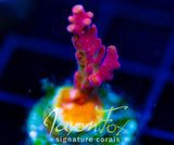 JF FRANKIES NEOPHOBIA ACRO