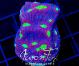 WWC DISTRICT 9 CHALICE XL FRAG