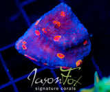 TYREE PUMPKIN PATCH CHALICE