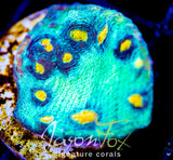 JF SUNNY SIDE CHALICE XL FRAG