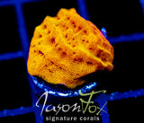 JF BLINDING ORANGE LEPTO