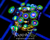 JF STARGAZERS ZOAS COMBO