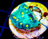 JF SUNNY SIDE CHALICE