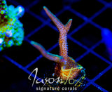 JF GLOWING FINGERS BN