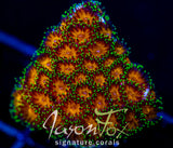 JF ELUSIVE ORANGE LEPTASTREA