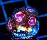 JF BUBBLICIOUS PALYS