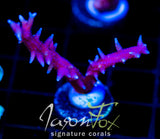 JF PINK FLAMINGO BN