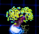 JF NEON NIGHTSHADE HAMMER 2 HEADS