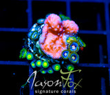 JF SKY BLUES ZOAS COMBO