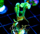 JF JUNGLE GYM BRANCHING LEPTO