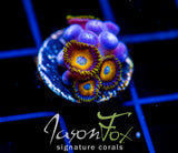 JF AUSSIE SCAMBLED EGG ZOAS