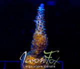 JF COOLERS CHAMPAGNE ACRO