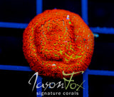 JF REVERSE SUNSET MONTI