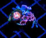 JF TANGERINE TWISTERS CLOVES COMBO