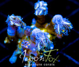 JF TANGERINE TWISTERS CLOVES