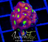 JF CONTRACT KILLER FAVIA