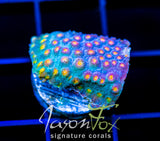 JF BUZZ KILL CYPHASTREA