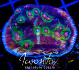 JF PINKEY PIE CHALICE XL FRAG