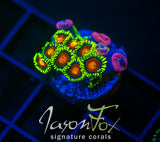 JF SPITFIRE ZOAS COMBO