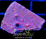 GB SEVEN HEAVENS MONTI XL FRAG