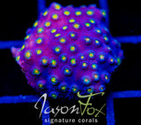 JF TECHNO CYPHASTREA