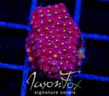 BLING BLING CYPHASTREA