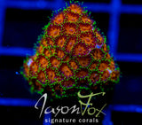 JF ELUSIVE ORANGE LEPTASTREA