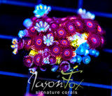 JF CRAZY EYES ZOAS COMBO