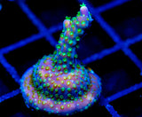 JF DAZZLING MONTAGE ACRO