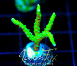 BR GREEN GOBLIN ANACROPORA