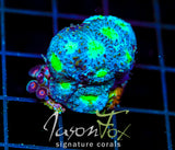 JF ALIEN EYE ECHINATA COMBO