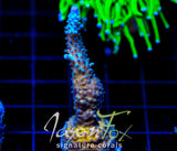 JF COOLERS CHAMPAGNE ACRO