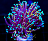 JF SUPER BRIGHT ORANGE TORCH