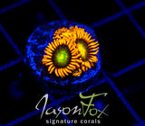 JF ORANGE COSMOS ZOAS